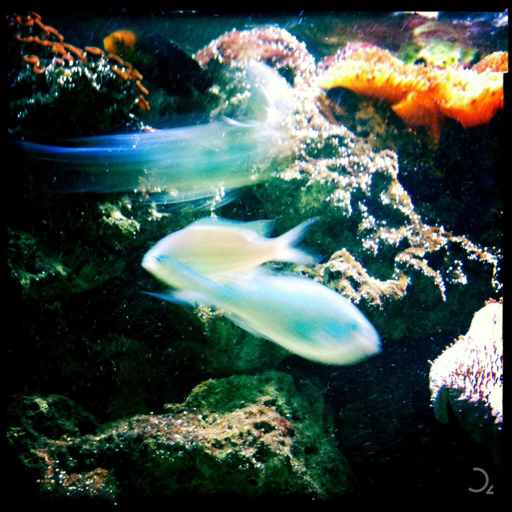 Verspielte Fische in sanften Blau- und Grüntönen, die durch ein farbenfrohes Korallenriff gleiten und durch die Bewegung eine sanfte Unschärfe erzeugen, die das dynamische Leben unter Wasser widerspiegelt.
