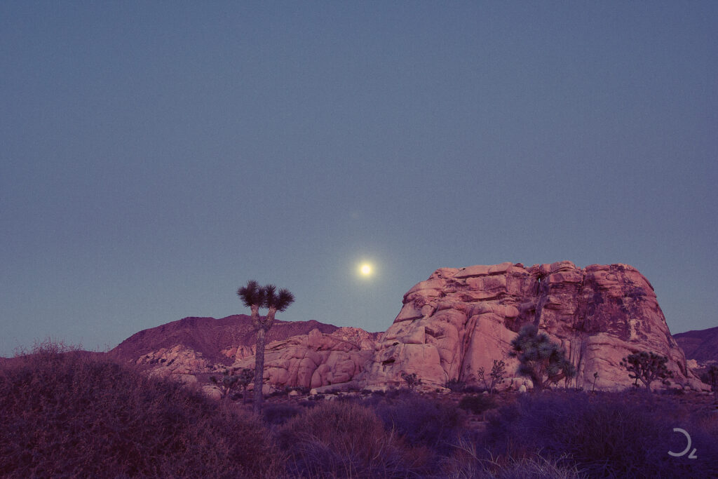 Stimmungsvolle Aufnahme bei Vollmond im Joshua Tree Nationalpark. Die Mondscheibe leuchtet über den markanten Felsen und den charakteristischen Joshua-Bäumen, die in weichem, violettem Licht erscheinen und eine ruhige, fast mystische Atmosphäre schaffen.