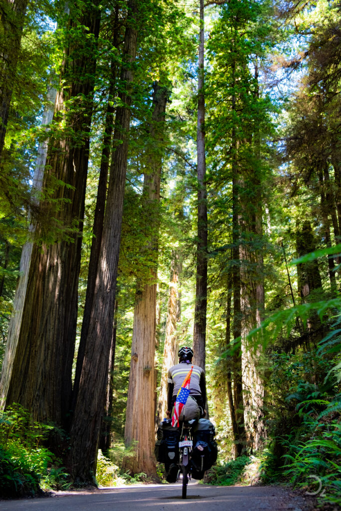 Der Radfahrer fährt langsam unter den riesigen Redwoods hindurch, die sich hoch in den blauen Himmel erstrecken. Die Sonne bricht durch das Blätterdach, taucht den Weg in sanftes, grünes Licht. Der Wald ist still, die Bäume wachen über die einsame Fahrt, und das leichte Knistern der Reifen auf dem Waldboden vermischt sich mit dem Flüstern der Blätter. Inmitten dieser gigantischen Natur wirkt der Mensch klein und vergänglich – ein flüchtiger Moment in einem alten, ehrwürdigen Wald.